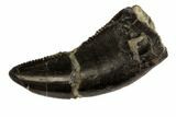 Serrated, Theropod (Juvenile Allosaurus?) Tooth - Colorado #152081-1